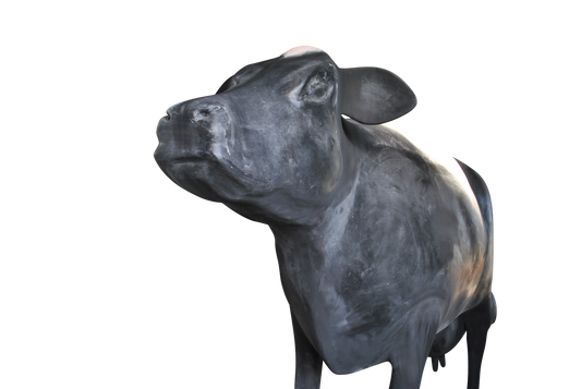 Giant Fibreglass Cow - Tourist Attraction - Business Opportunity
